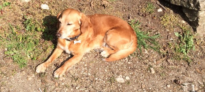Pets of Italy